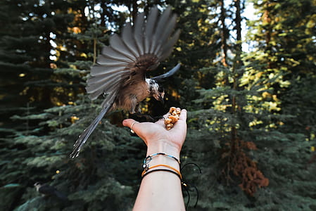 person feeding brown bird thumbnail