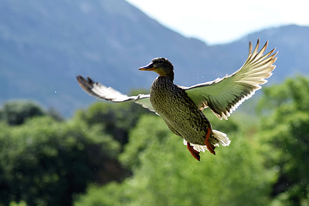 photo of mullard duck flying thumbnail