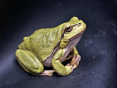 green frog on black surface thumbnail
