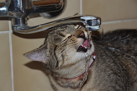gray Tabby cat drinking on faucet thumbnail