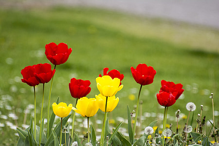 red and yellow flowers during daytime thumbnail