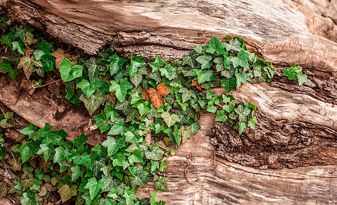 green leaves on brown wooden bark thumbnail