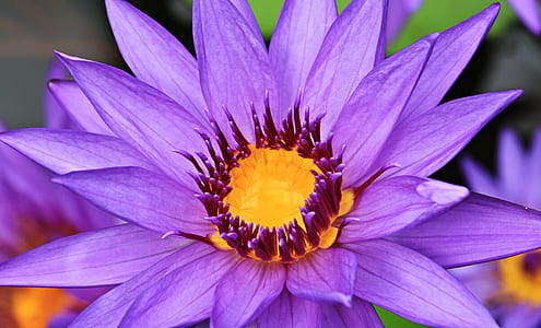 shallow focus photography of purple flower thumbnail