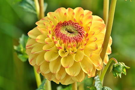 close up photo of white and pink dahlia flower thumbnail