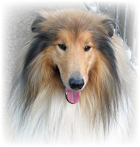 close up photo of brown, black, white Shetland sheepdog thumbnail