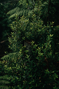 selective focus photography of green leafed plant thumbnail