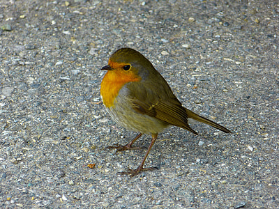 sparrow bird on ground thumbnail