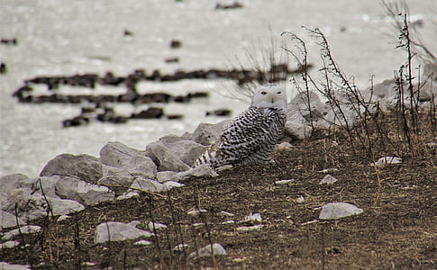 white and black owl near stone thumbnail