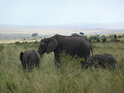 three gray elephants in the wild thumbnail
