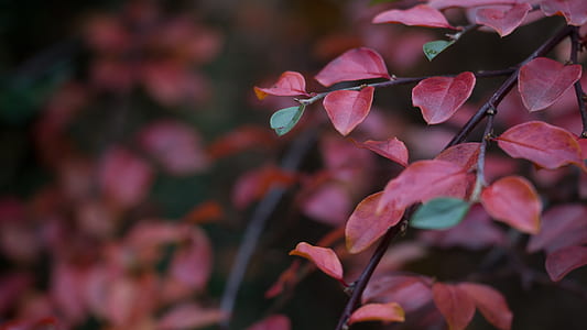 Red Leaf Plant thumbnail