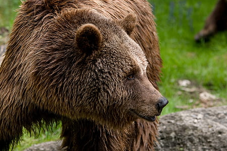 grizzly bear standing near grass field thumbnail