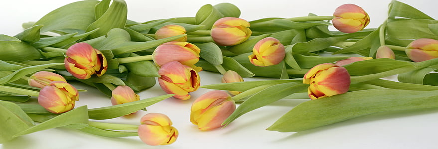 red-and-yellow tulip flowers thumbnail