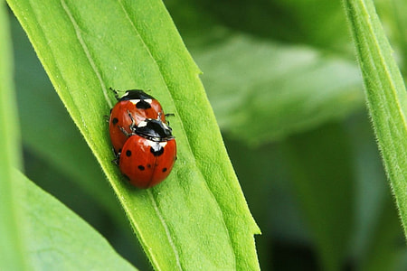 red and black ladybugs mating on green leaf during daytime thumbnail