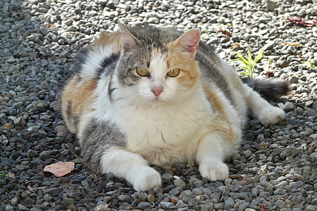 white and silver cat lying stone ground thumbnail