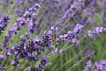 purple flowering plants thumbnail