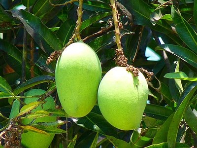 green mango thumbnail