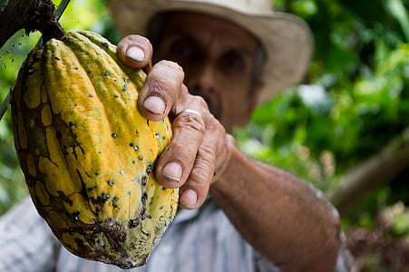man in gray shirt holding cacao thumbnail