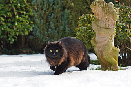 long-haired brown cat walking near plant thumbnail