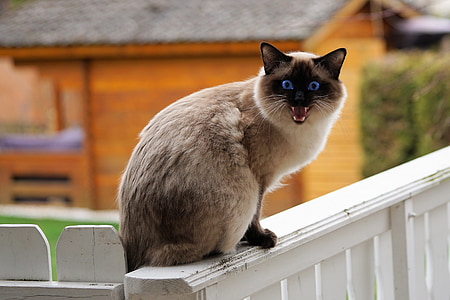 Siamese cat on white wooden wall thumbnail
