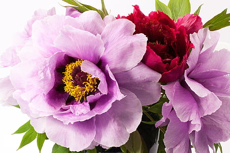 purple and red flowers thumbnail