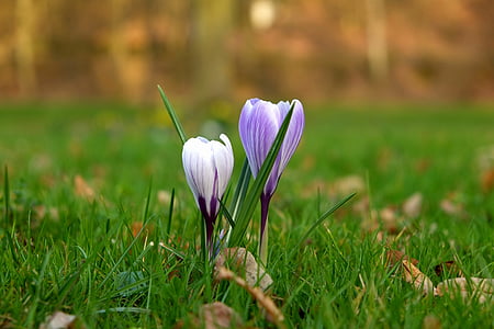 purple crocus flowers on green grass selective-focus photography thumbnail