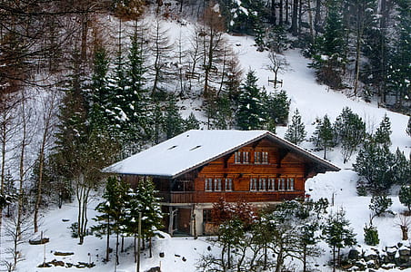 Photo of Chalet in the Forest thumbnail