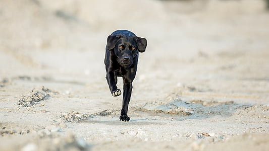 short-coated black dog running on beige soil during daytime thumbnail