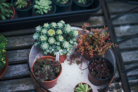 plant with pots on basin thumbnail