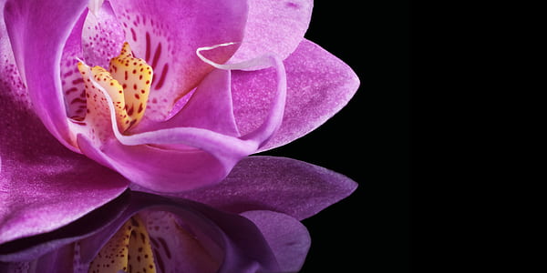 orchid, blossom, bloom, flower, plant, macro thumbnail
