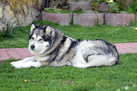 adult Siberian husky on green grass field thumbnail