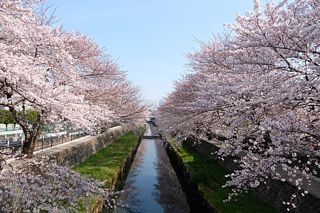 river surrounded by cherry blossom trees thumbnail