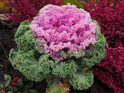 pink and green plant thumbnail