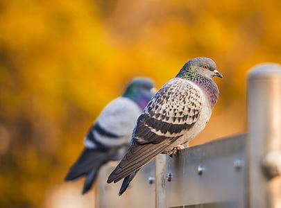 gray and black pigeon perched on gray metal bar thumbnail