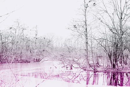 photo of body of water between trees thumbnail