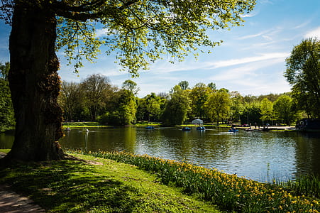 Green Leafed Tree Beside Body of Water thumbnail