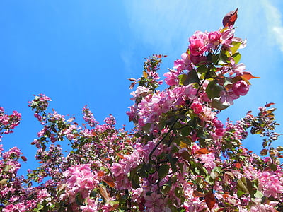 pink petaled flowers under blue sky thumbnail