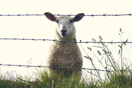 white lamb on grass thumbnail