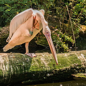 white crane on green stone thumbnail