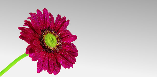 pink Gerbera Daisy thumbnail