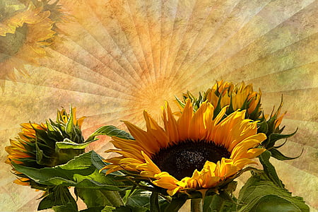 close-up photo of sunflower flowers thumbnail
