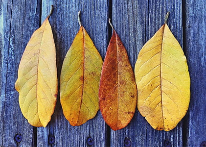 four brown leaves on gray wooden top thumbnail