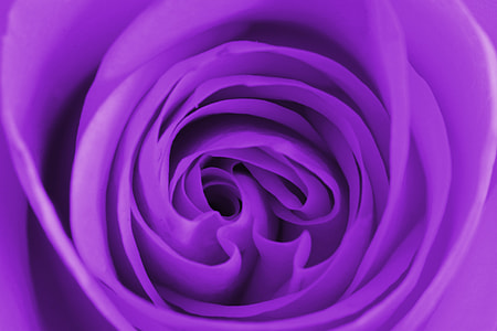 close up photography of purple petaled flower thumbnail