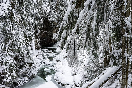 trees covered in snow during snow season thumbnail