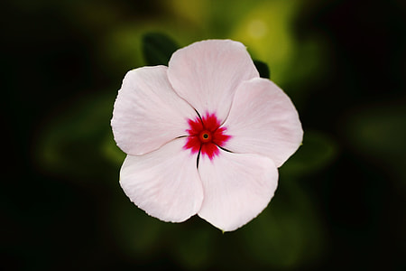 closeup photography of white and red periwinkle thumbnail