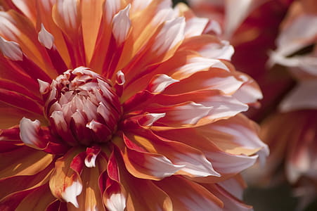 Photo of Red and White Flower thumbnail