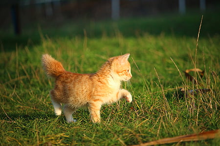 yellow kitten walking on grass thumbnail