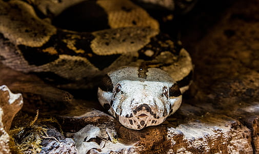 brown snake on rocks thumbnail