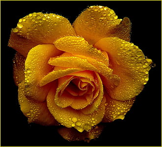 close view of yellow rose with dew drops thumbnail