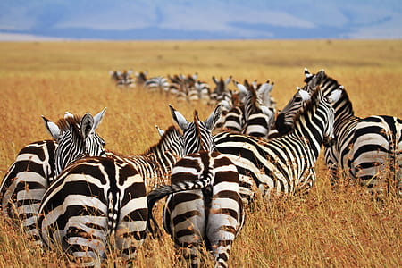 herd of zebra walking in line towards mountain range through dried grassland during daytime thumbnail