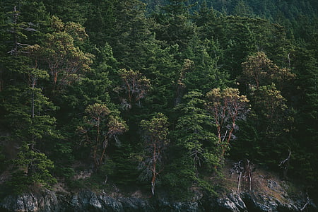 green leaf trees during daytime thumbnail
